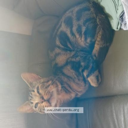 Foto 1/1 Speedy Chat perdido en Larmor plage