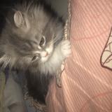 Foto del gato perdido en Paris