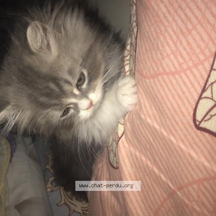 Foto 1/1 anan Chat perdido en Paris