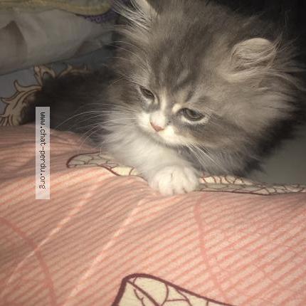 Foto 1/1 anan Chat perdido en Paris