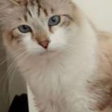 Foto del gato perdido en Istres