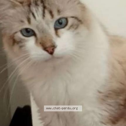 Foto 1/1 Bijoux Chat perdido en Istres