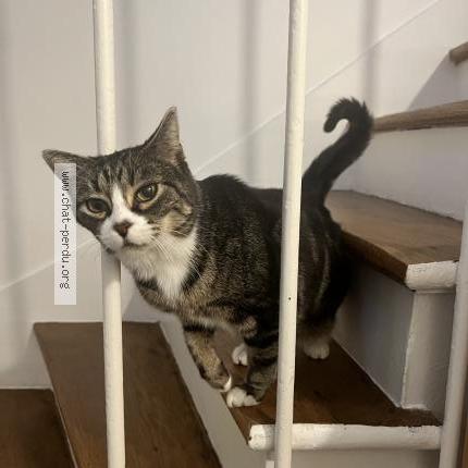 Foto 1/1 Bouboule Chanel Chat perdido en Saint maur des fosses