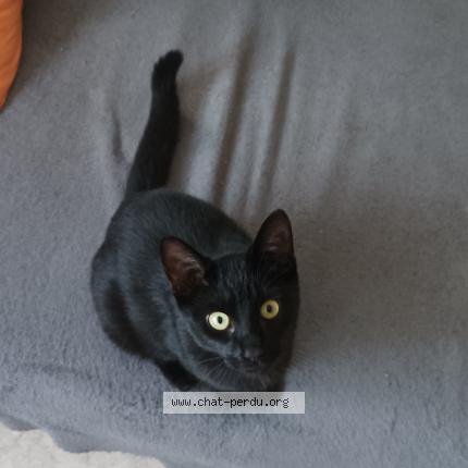 Foto 1/1 Leo Chat perdido en Thonon les bains