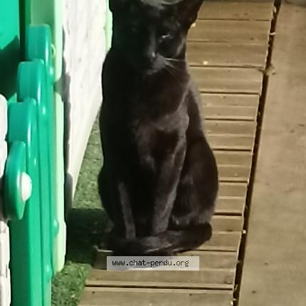 Foto 1/1 Gato encontrado Encontrado en Metz