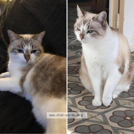 Foto 1/1 Bizbee Chat perdido en Cassis