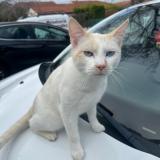 Foto del gato perdido en Aulnat