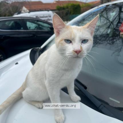 Foto 1/1 mimi Chat perdido en Aulnat