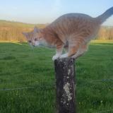 Foto del gato perdido en Eulmont