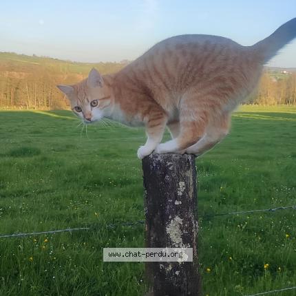 Foto 1/1 Rook's Chat perdido en Eulmont