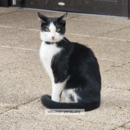 Foto 1/1 Zwing Chat perdido en Bordeaux