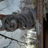 Foto del gato perdido en La Guerche Sur L Aubois