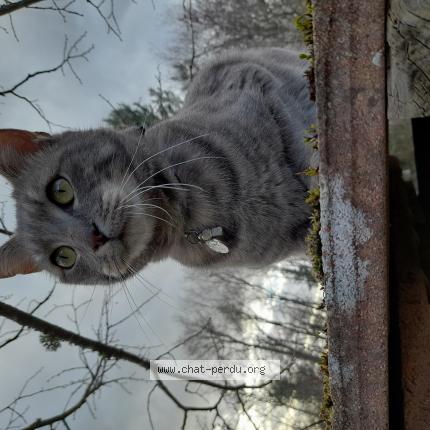 Foto 1/1 Sacha Chat perdido en La guerche sur l aubois