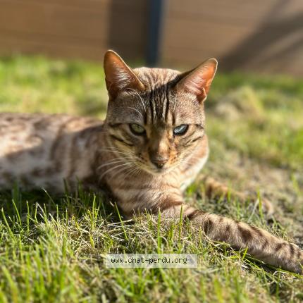 Foto 1/1 Zouma Chat perdido en Bessancourt