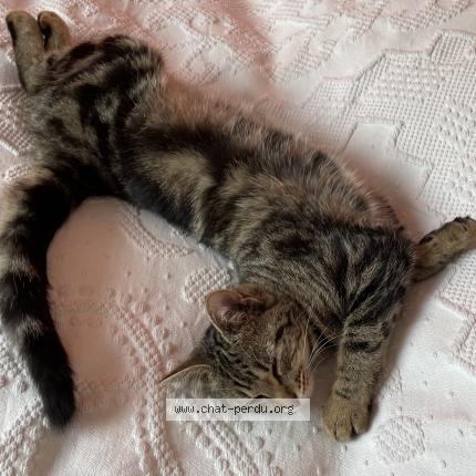 Foto 1/1 Salie Chat perdido en Besancon