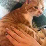 Foto del gato perdido en Foissiat