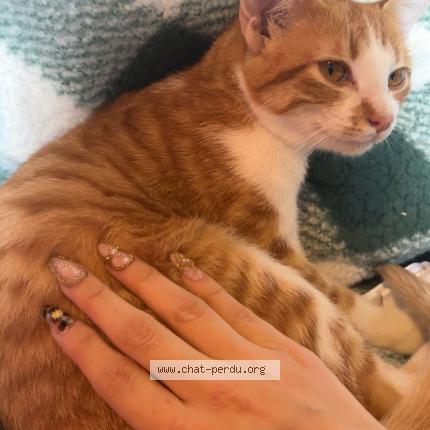 Foto 1/1 Evelyne Chat perdido en Foissiat