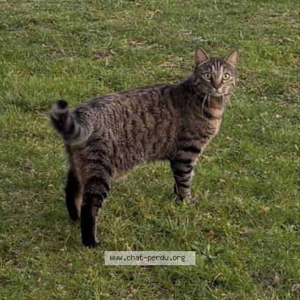 Foto 1/5 Cyra Chat perdido en Viroflay