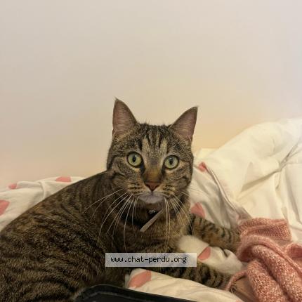 Foto 2/5 Cyra Chat perdido en Viroflay