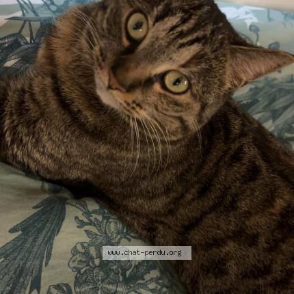 Foto 4/5 Cyra Chat perdido en Viroflay