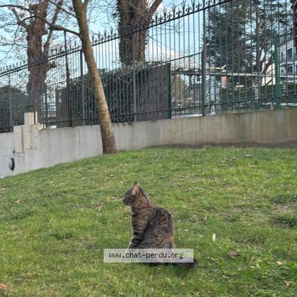 Foto 5/5 Cyra Chat perdido en Viroflay