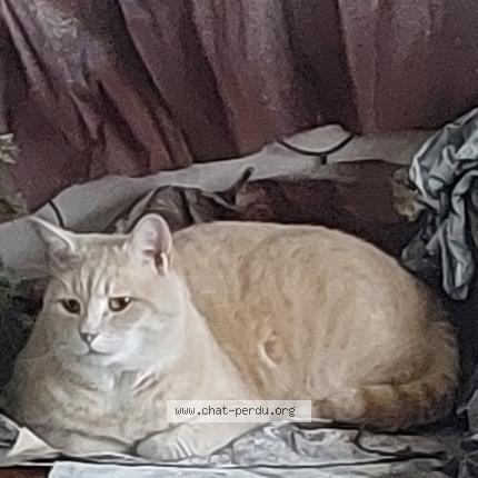 Foto 1/1 Flocon Chat perdido en Ormoy