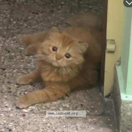 Foto 1/1 Simba Chat perdido en Bengaluru