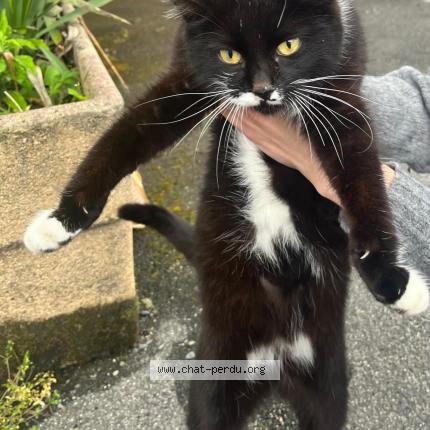 Foto 1/1 Gato encontrado Encontrado en St gaudens