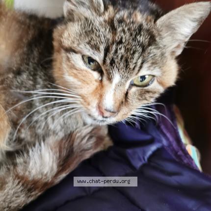 Foto 1/1 Gato encontrado Encontrado en Rennes