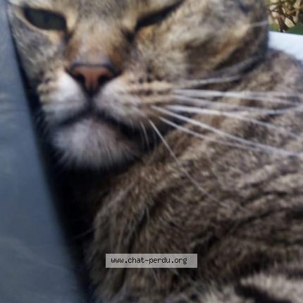 Foto 1/1 Haribo Chat perdido en La souterraine