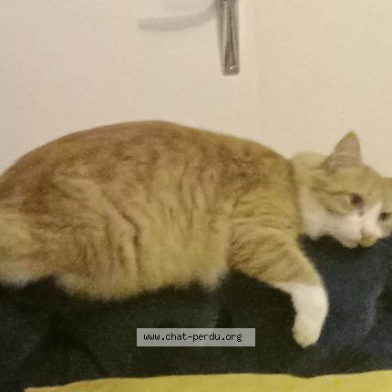 Foto 1/1 Toon Chat perdido en Quimper