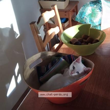 Foto 1/1 XURI Chat perdido en Uztaritze