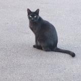 Foto del gato perdido en Wangenbourg