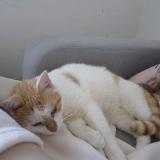 Foto del gato perdido en Vierzon