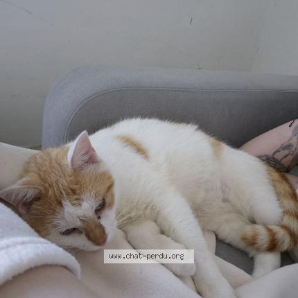 Foto 1/1 Gato encontrado Perdido en Vierzon