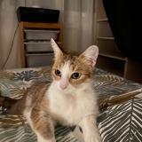 Foto del gato perdido en Le Vaudreuil