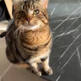 Foto del gato perdido en Marcoing