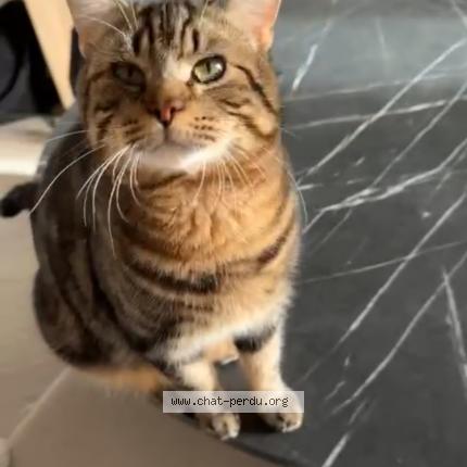 Foto 1/1 Shadow Chat perdido en Marcoing