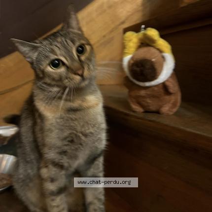 Foto 1/1 Bouboulina Chat perdido en Bruxelles