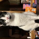 Foto del gato perdido en Saint Aubin En Bray