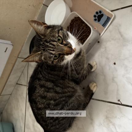 Foto 1/1 Pepito Chat perdido en Treillieres