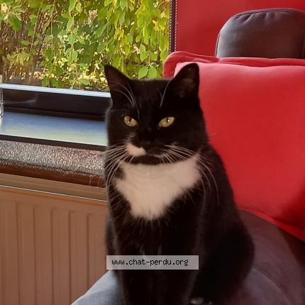 Foto 1/1 Chipie Chat perdido en Manage