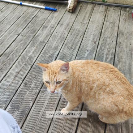 Foto 1/1 Church Chat perdido en Plouguerneau