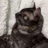 Foto del gato perdido en Dainville