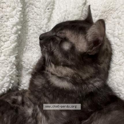 Foto 1/1 Tigrou Chat perdido en Dainville