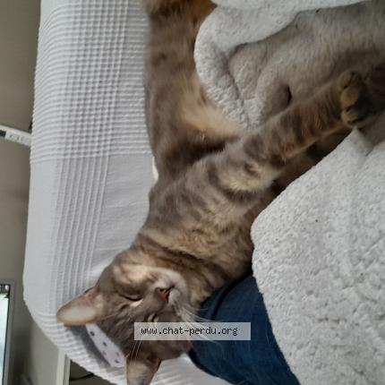 Foto 1/1 JOEY Chat perdido en Macon st albain