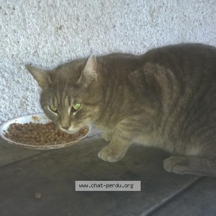 Foto 1/1 Gato encontrado Encontrado en Saint sauveur en puisaye