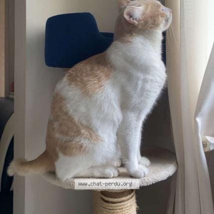 Foto 1/1 Néji Chat perdido en Saint erienne