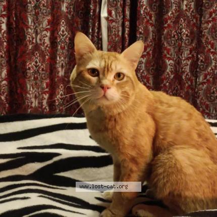 Foto 1/1 Scooter Chat perdido en Islamabad