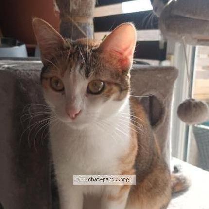 Foto 1/1 Abby Chat perdido en Aniane